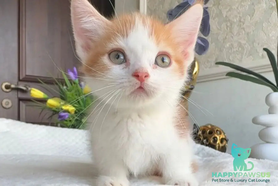 Cupper Munchkin male red tabby with white - live animals