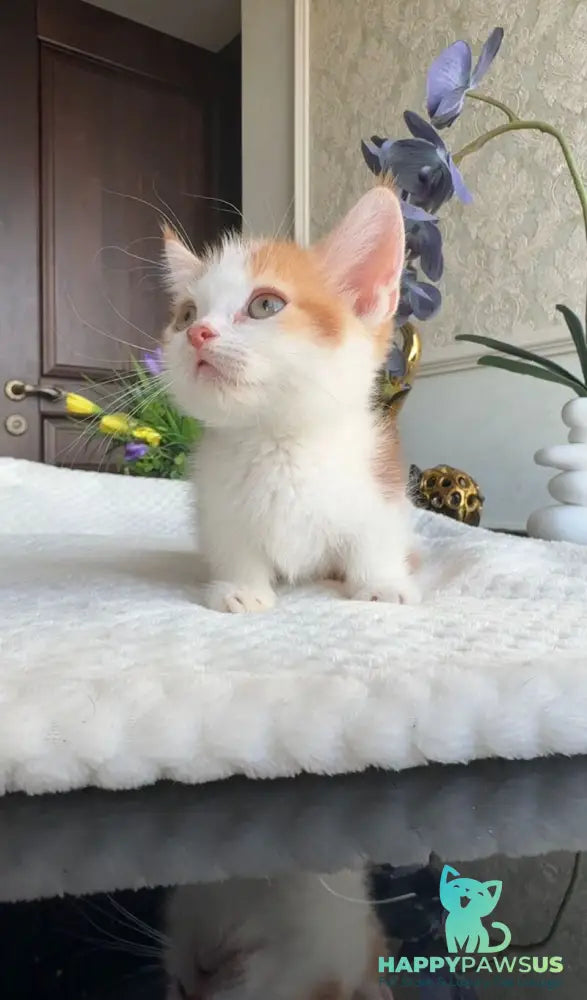 Cupper Munchkin male red tabby with white - live animals