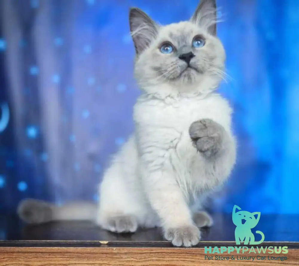 Custer Siberian male blue pointed - live animals