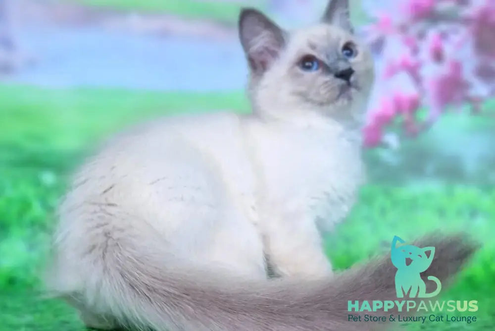 Custer Siberian male blue pointed - live animals