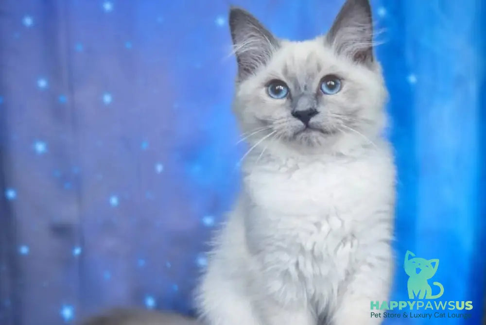Custer Siberian male blue pointed - live animals