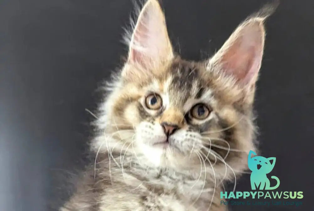 Cutie Maine Coon female black tortie ticked tabby live animals