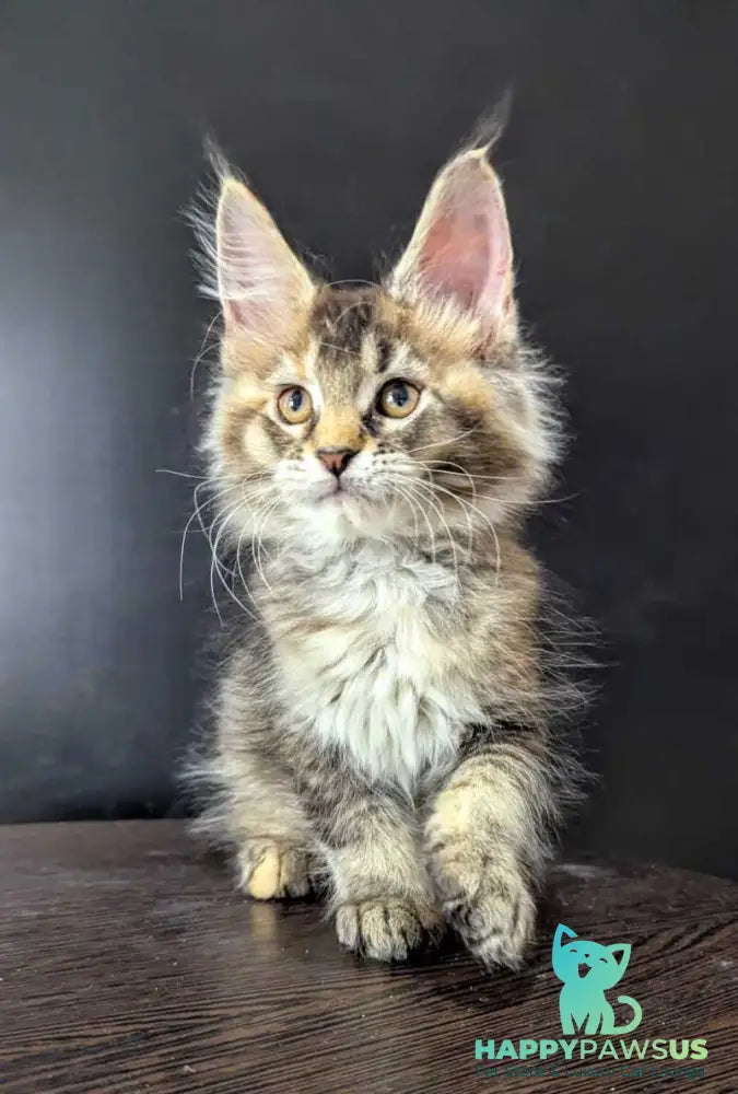 Cutie Maine Coon female black tortie ticked tabby live animals