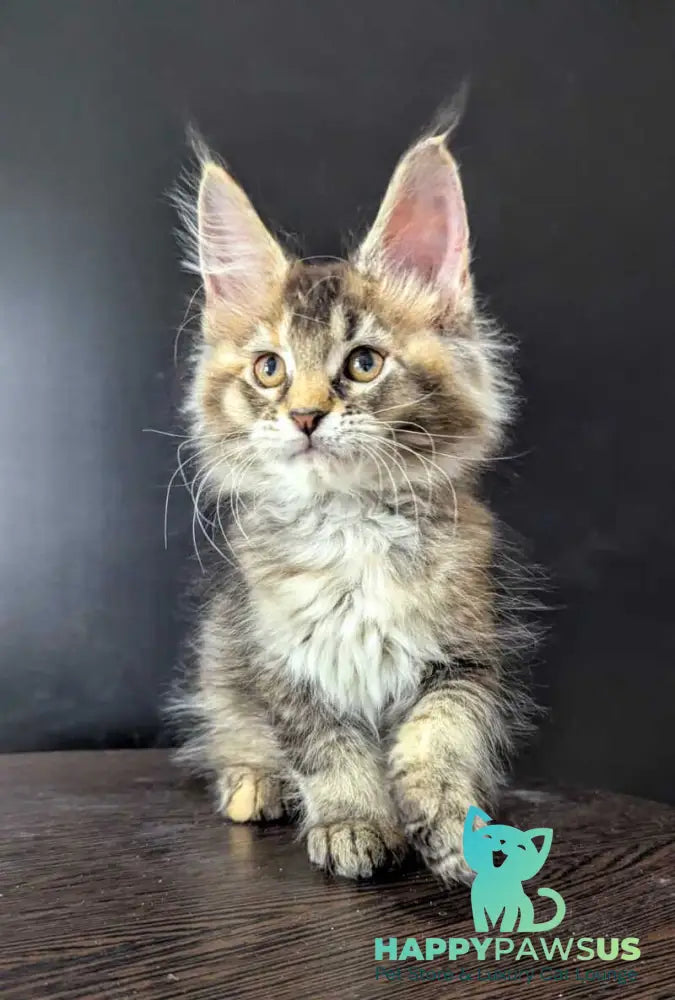 Cutie Maine Coon female black tortie ticked tabby live animals