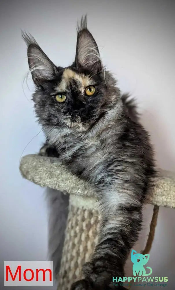 Cutie Maine Coon female black tortie ticked tabby live animals