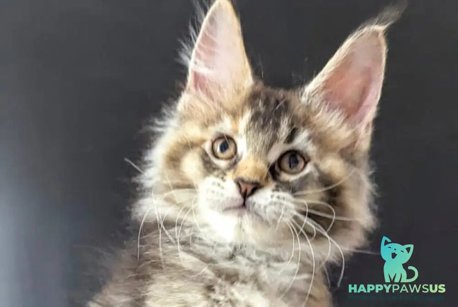 Cutie Maine Coon female black tortie ticked tabby live animals