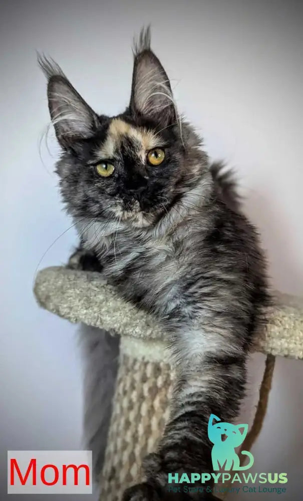 Cutie Maine Coon female black tortie ticked tabby live animals