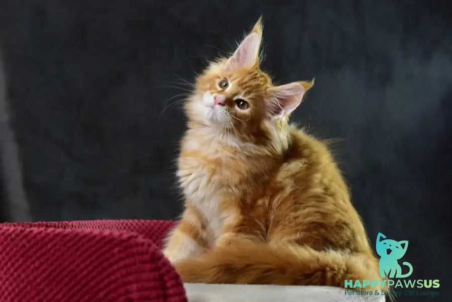 Cvetan Aureus Maine Coon male red tabby - live animals