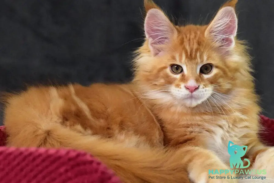 Cvetan Aureus Maine Coon male red tabby - live animals