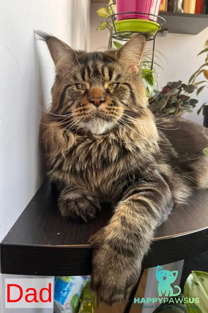 Cvetan Aureus Maine Coon male red tabby - live animals