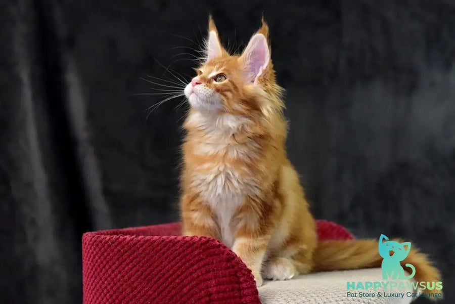 Cvetan Aureus Maine Coon male red tabby - live animals