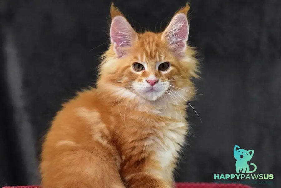 Cvetan Aureus Maine Coon male red tabby - live animals