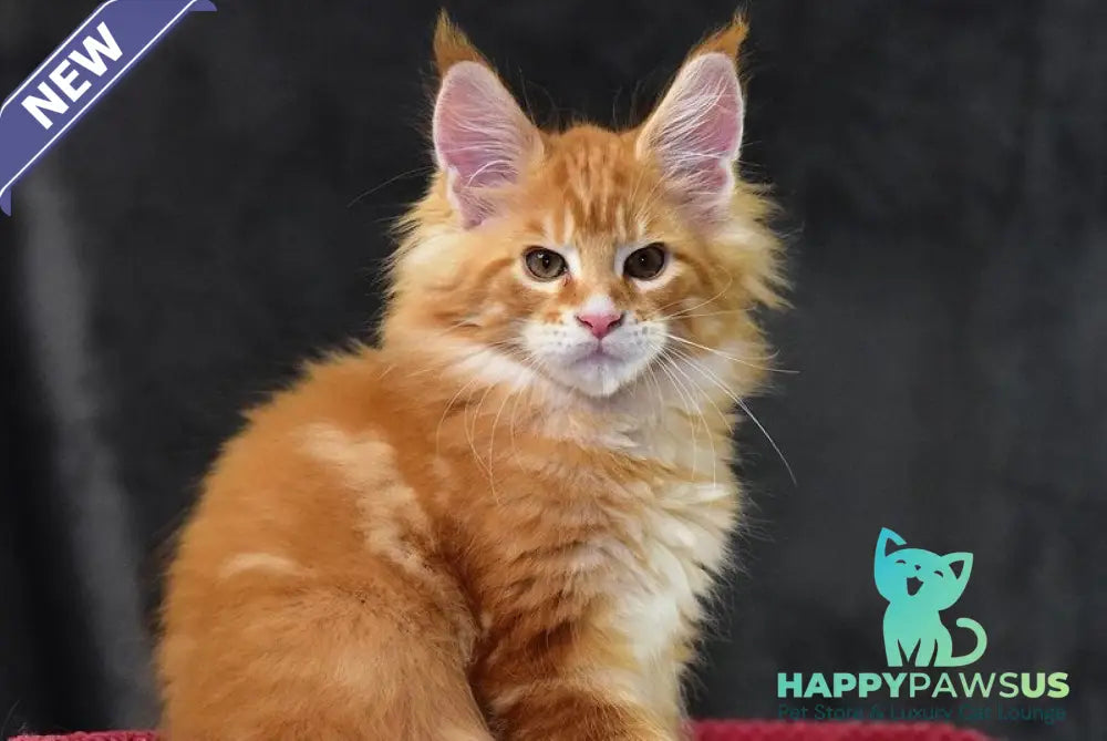 Cvetan Aureus Maine Coon male red tabby - live animals