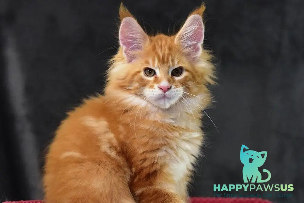 Cvetan Aureus Maine Coon male red tabby - live animals