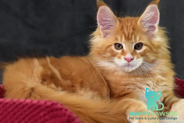 Cvetan Aureus Maine Coon male red tabby - live animals