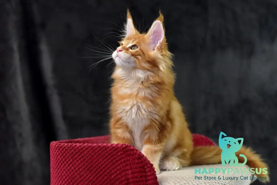 Cvetan Aureus Maine Coon male red tabby - live animals