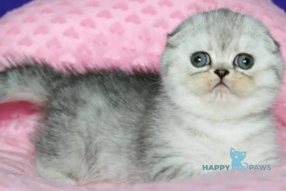 Cvetik Scottish Fold female black silver spotted tabby live animals