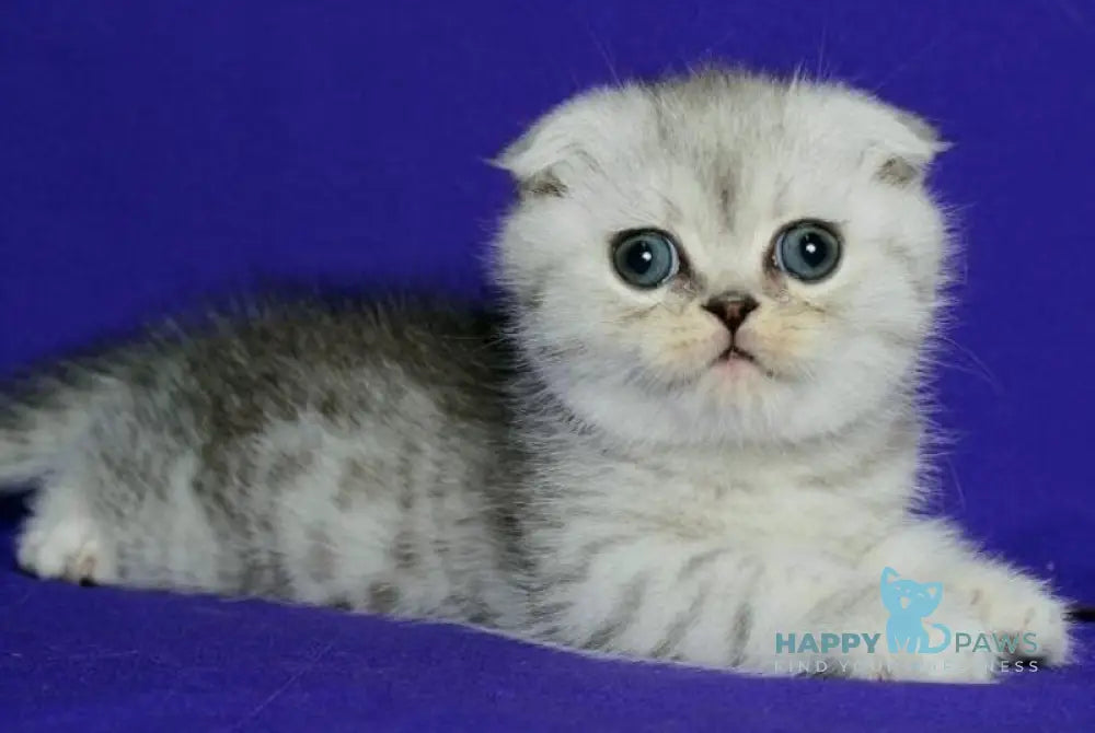 Cvetoslav Scottish Fold male black silver spotted tabby live animals