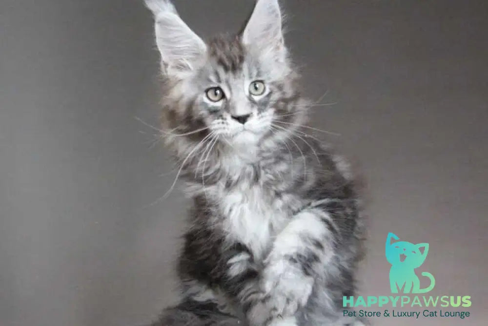 Cyclone Maine Coon male black silver tabby - live animals