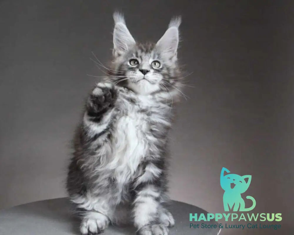 Cyclone Maine Coon male black silver tabby - live animals