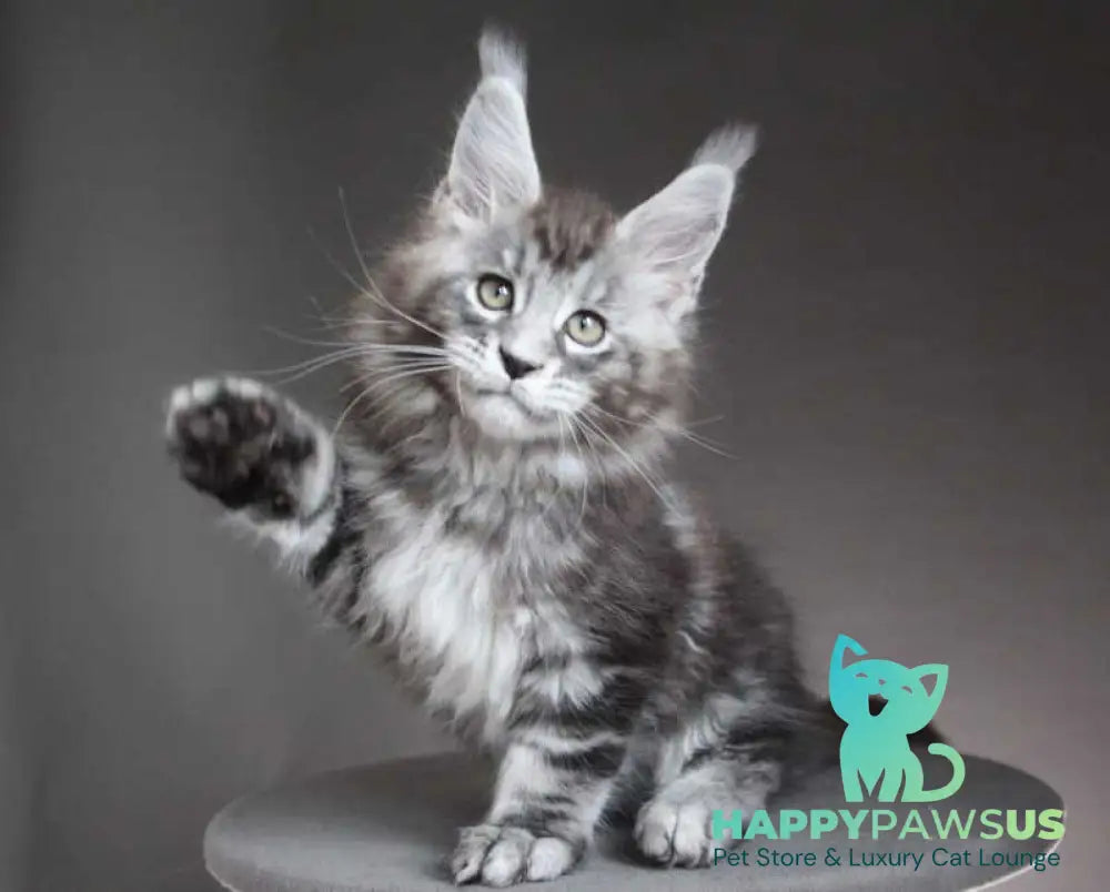 Cyclone Maine Coon male black silver tabby - live animals