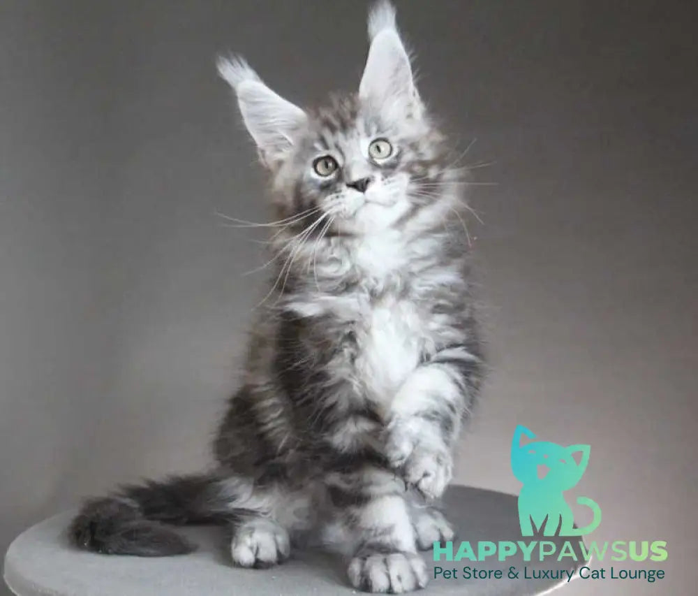 Cyclone Maine Coon male black silver tabby - live animals