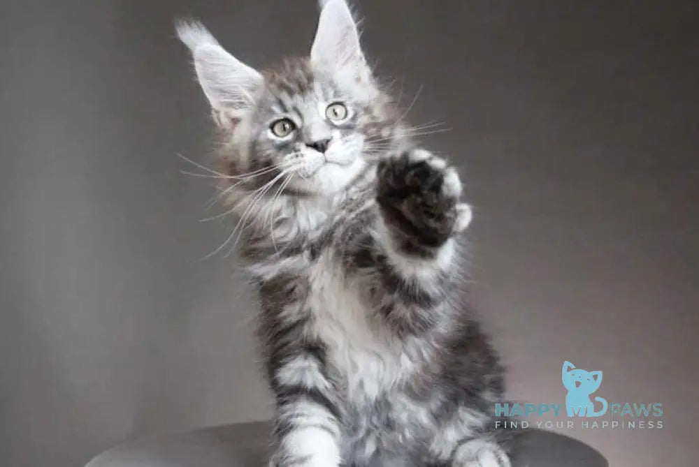 Cyclone Maine Coon male black silver tabby - live animals