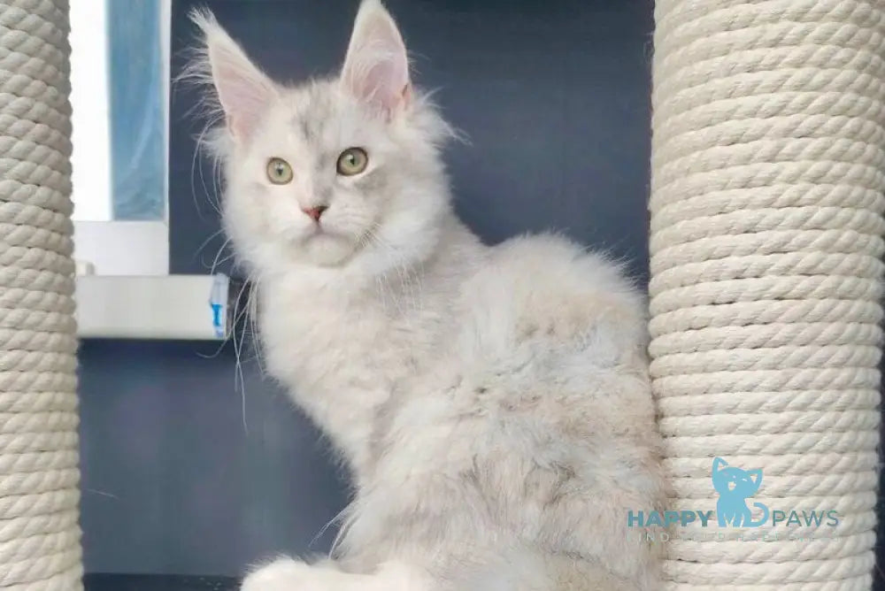 Cynia Maine Coon female black tortie silver shaded live animals