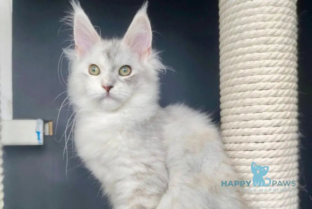 Cynia Maine Coon female black tortie silver shaded live animals