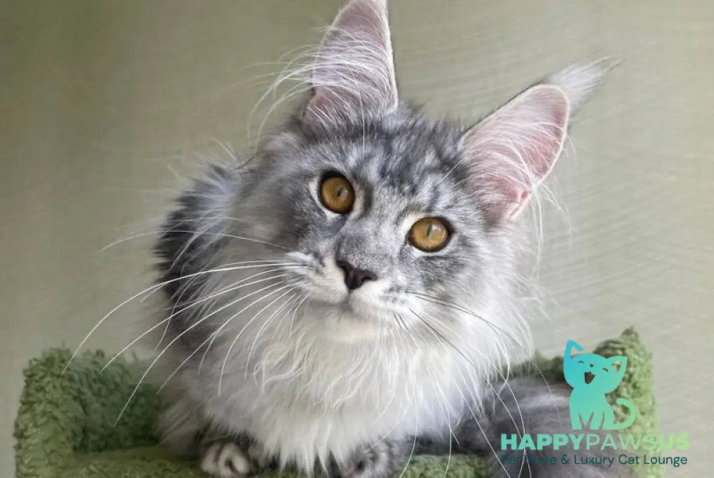 Cynthia Maine Coon female black silver tabby - live animals