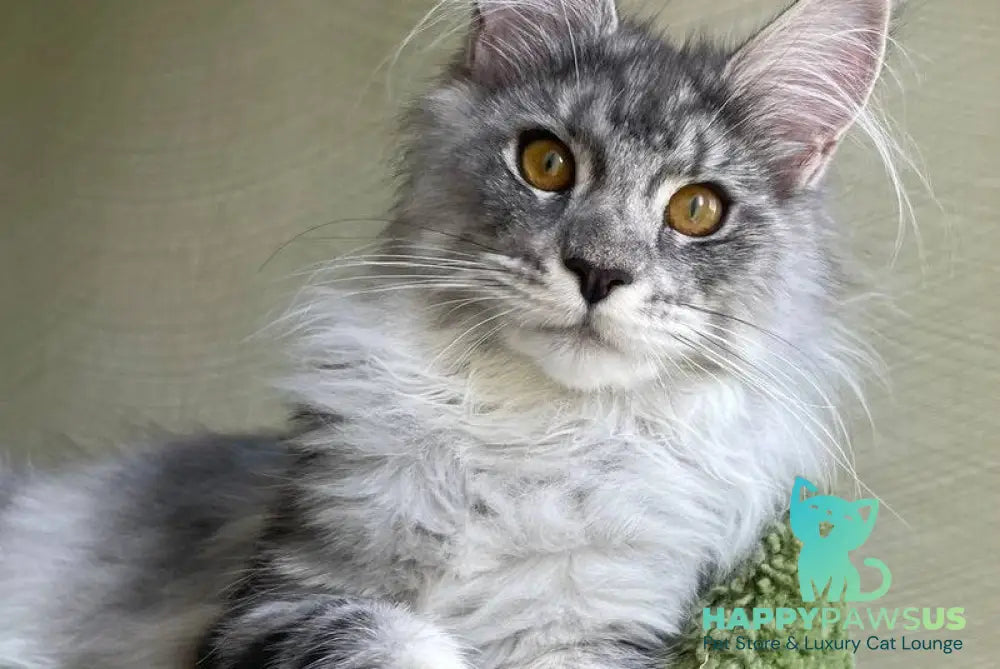 Cynthia Maine Coon female black silver tabby - live animals