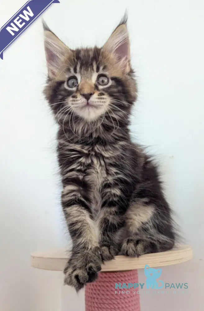 Cynthia Maine Coon female black tabby live animals