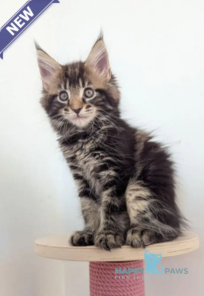 Cynthia Maine Coon female black tabby live animals