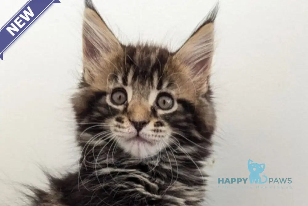 Cynthia Maine Coon female black tabby live animals