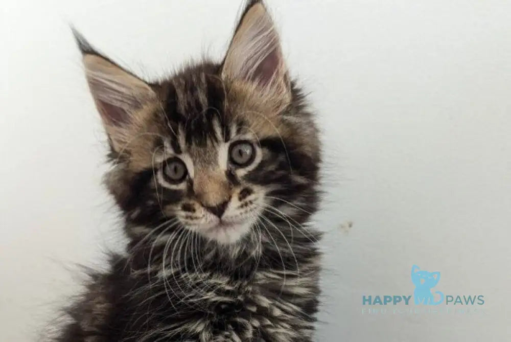 Cynthia Maine Coon female black tabby live animals