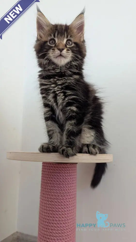 Cynthia Maine Coon female black tabby live animals