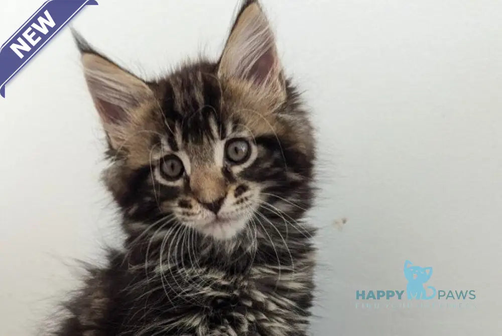 Cynthia Maine Coon female black tabby live animals