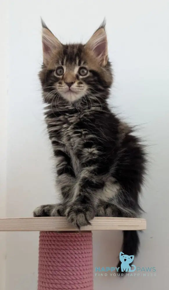 Cynthia Maine Coon female black tabby live animals