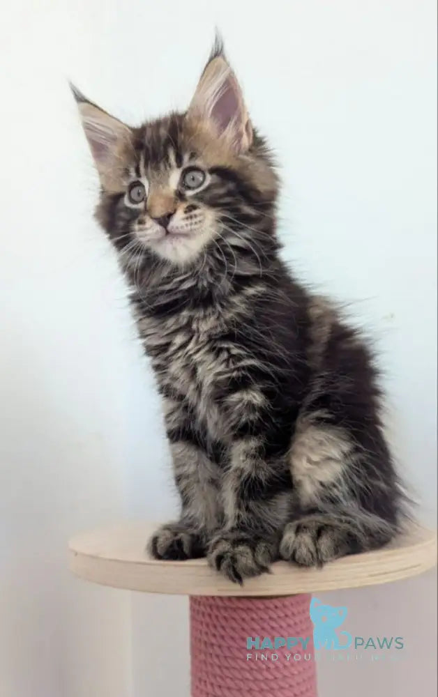 Cynthia Maine Coon female black tabby live animals