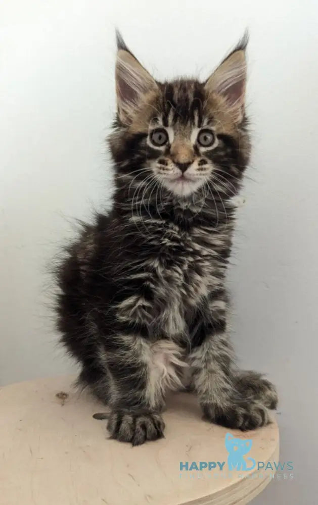 Cynthia Maine Coon female black tabby live animals