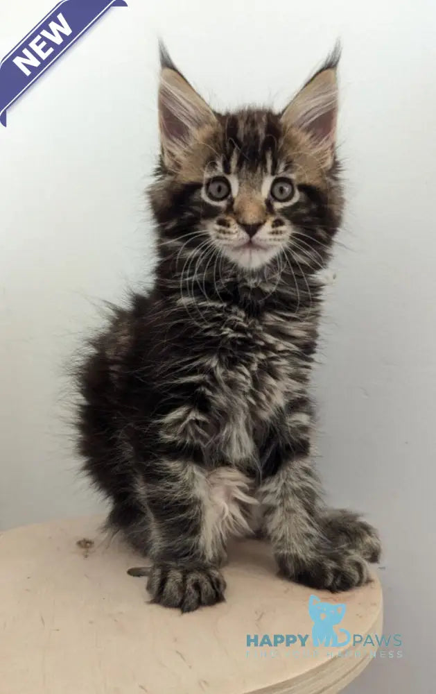 Cynthia Maine Coon female black tabby live animals