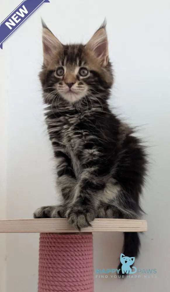 Cynthia Maine Coon female black tabby live animals