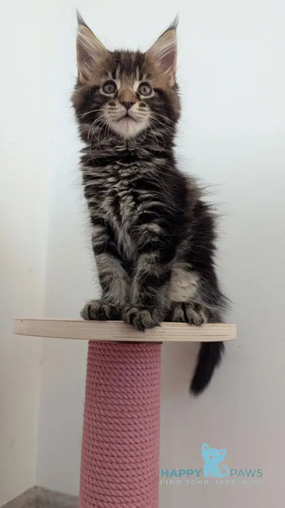 Cynthia Maine Coon female black tabby live animals