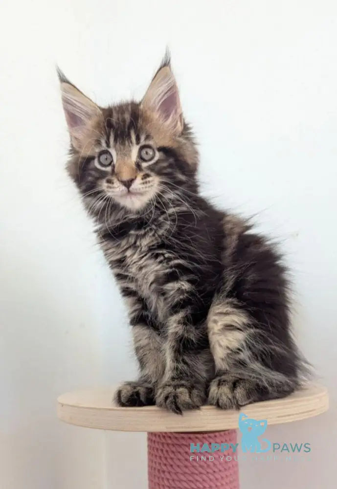 Cynthia Maine Coon female black tabby live animals