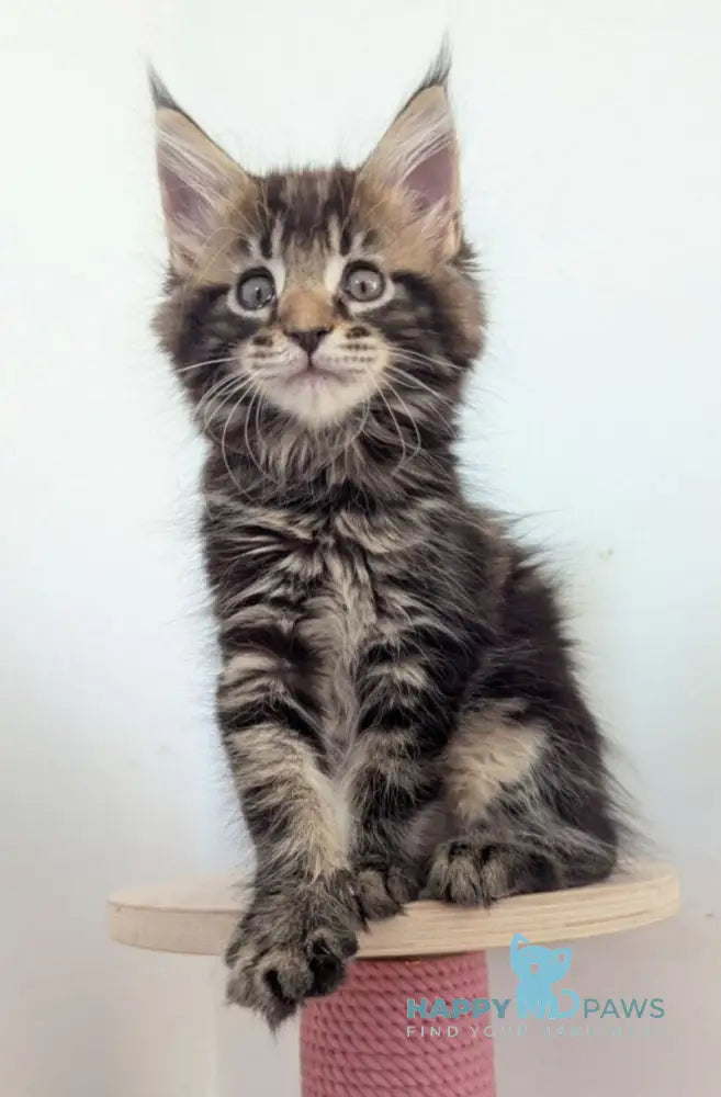Cynthia Maine Coon female black tabby live animals