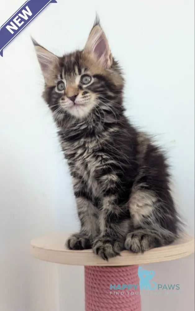 Cynthia Maine Coon female black tabby live animals