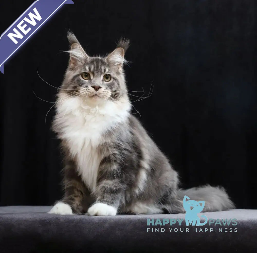 Cyril Maine Coon male blue tabby bicolour live animals