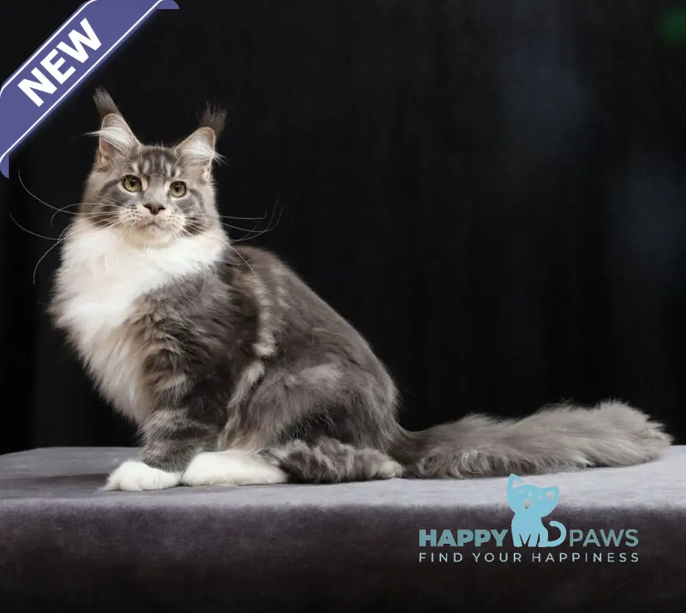Cyril Maine Coon male blue tabby bicolour live animals