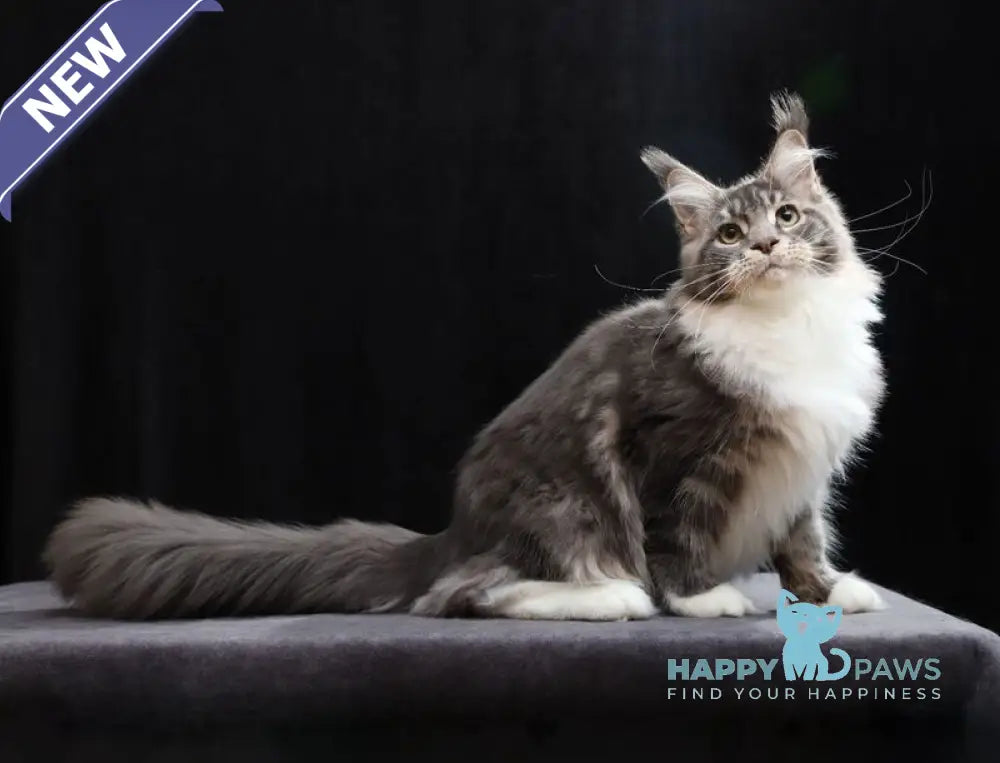 Cyril Maine Coon male blue tabby bicolour live animals