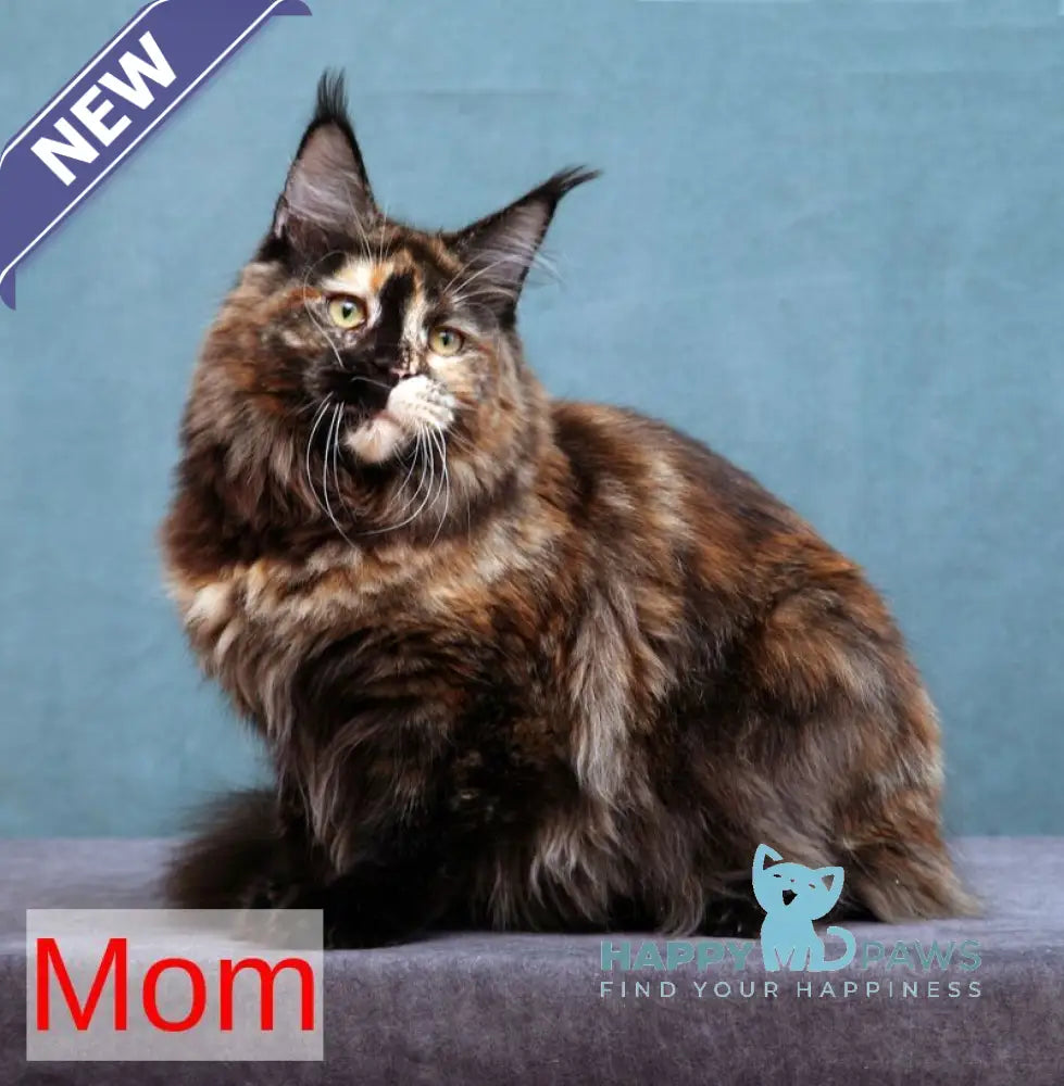 Cyril Maine Coon male blue tabby bicolour live animals